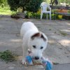 Betty als Welpe